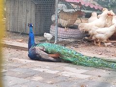 -丽泽山庄·生态怀柔菜·虹鳟鱼(红螺寺店)