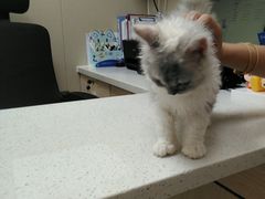 -瑞鹏宠物医院·普外科·影像科·皮肤科(城市山谷分院)