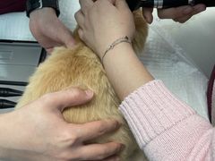 -纳吉亚猫专科动物医院博雅分院