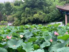 -莲湖公园