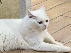 -李小姐の猫咖啡馆(五角场店)