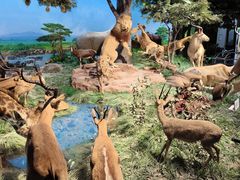 -国家自然博物馆