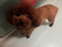 -欧奕国际动物医院