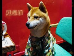 -猫色咖啡·猫咖