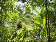 -中国科学院西双版纳热带植物园