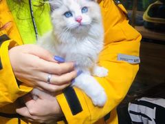 -欣宠猫屋·矮脚拿破仑·蓝金金渐层