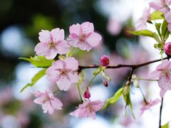 -天适樱花悠乐园