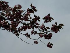 -高东镇樱花园