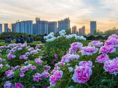 -洛阳市隋唐城遗址植物园