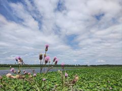 -呼兰河口湿地公园