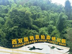 -西双版纳原始森林公园