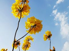 -碧桂园十里银滩