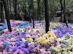 -洛阳白云山景区