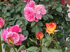 -人民公园(罗湖区)