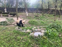 -都江堰中华大熊猫苑