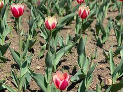 -长春公园(普阳街道)