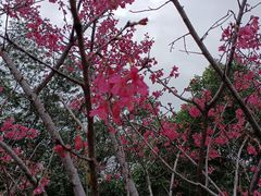 -四望岗公园