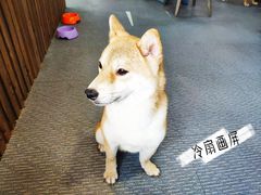 -柴源莊·柴小宠柴犬咖啡