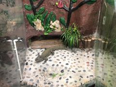 -上海大自然野生昆虫馆(东方明珠·爬宠昆虫探索中心)
