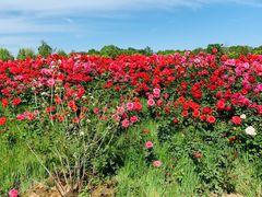 -安德鲁户外烧烤帐篷营地(马泉营店)