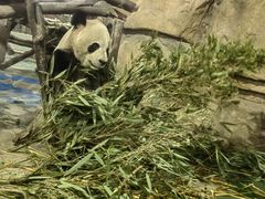 -成都动物园