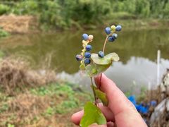 -梧桐山风景名胜区
