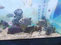 -烟台海昌鲸鲨海洋公园