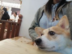 -豆柴町-柴犬主题狗咖(红鼎国际C座店)