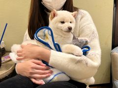 -逗柴咖啡屋·狗咖猫咖宠物桌游