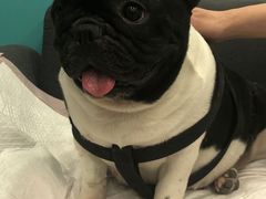 -萌宠之家·腊肠犬·马尔泰·小体犬舍