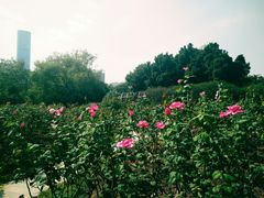 -人民公园(罗湖区)