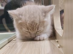-屋虎猫馆(宝安大仟里店)