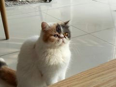 -平行世界·猫咖(首经贸店)