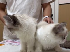 -瑞派康怡24h宠物医院·犬猫医疗中心·微创绝育(瑞景分院)