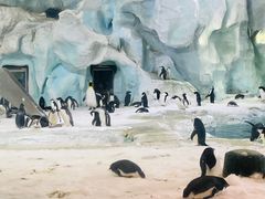 -帝企鹅自助餐厅•儿童岛•真企鹅(长隆企鹅酒店)