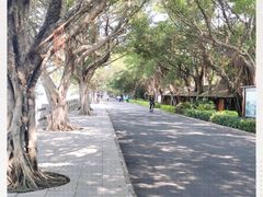 -大湾区中央湿地公园