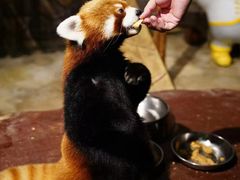 -绿色星球动物主题公园