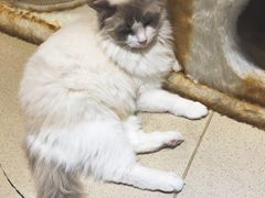 -藏猫猫咖啡主题馆(中央大道店)