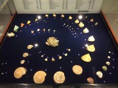 -青岛贝壳博物馆
