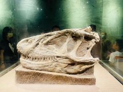 -自贡恐龙博物馆