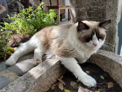 -喵屿·大理花园猫咖