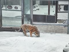 -横道河子东北虎林园