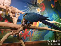 -萌宠奇缘