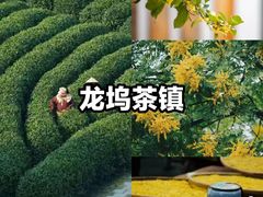 -龙坞茶村