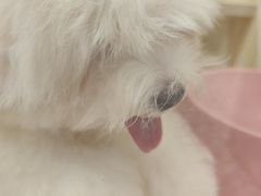 -momokira米努特·德文卷毛猫·棉花面纱犬