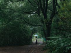 -上海共青森林公园