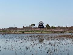-上海滨江森林公园