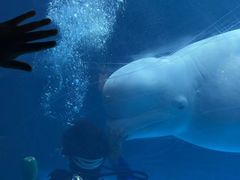 -海合安武汉极地海洋公园