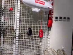 -大C柠檬茶室(天河南二路店)