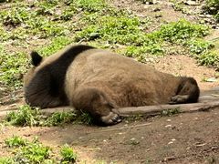 -都江堰中华大熊猫苑